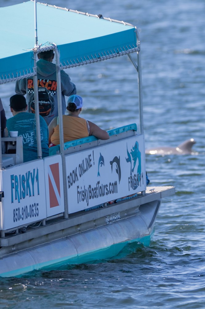 Private dolphin cruise near Perdido key