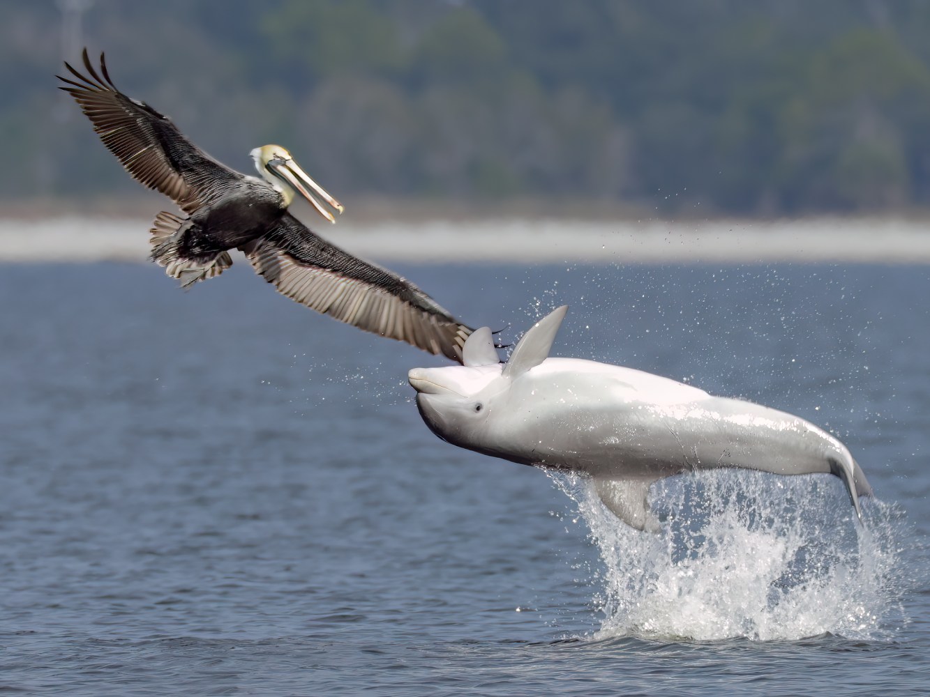 Pelicans and dolphins seen on a dolphin cruise