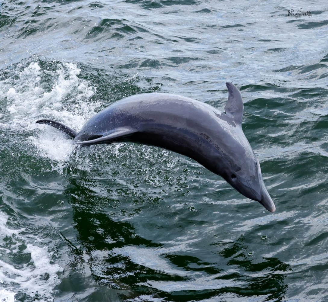 Dolphin jumping out of the water and well showing off.